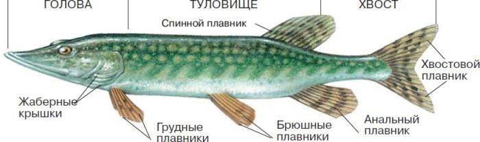 Строение щуки